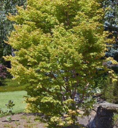 Acer palmatum Sangokaku - Japanse Esdoorn