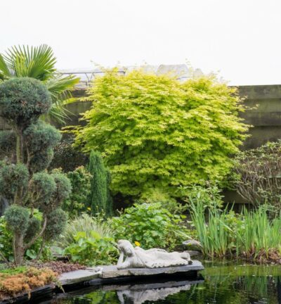 Acer summergold