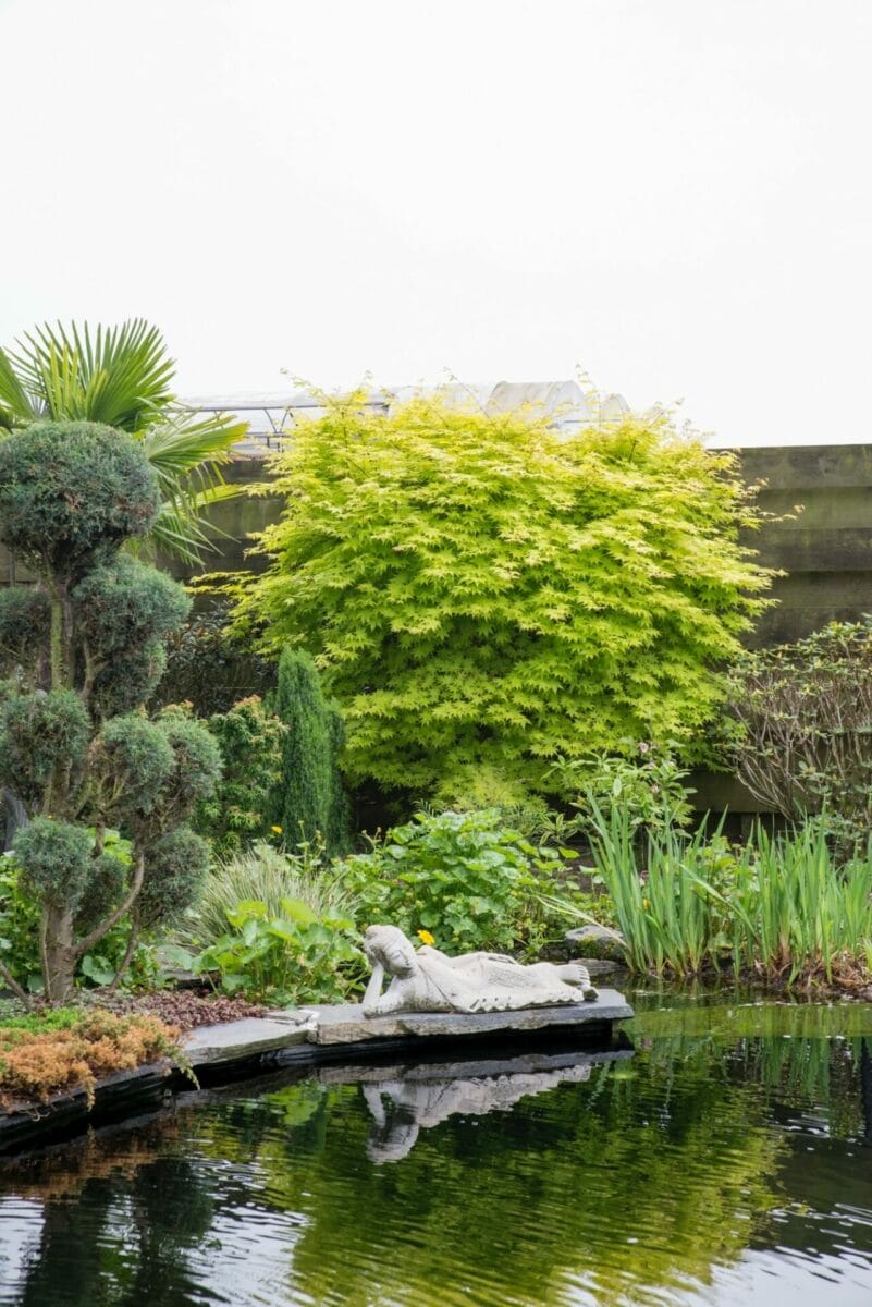 Acer summergold