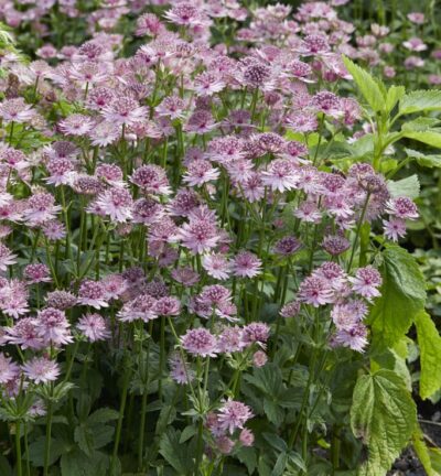 Astrantia major 'Roma' - Zeeuws Knoopje