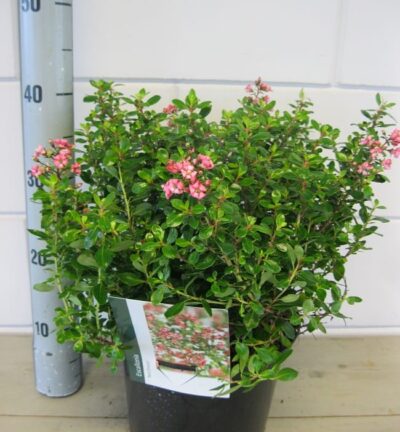 Escallonia 'Red Dream' - Escallonia