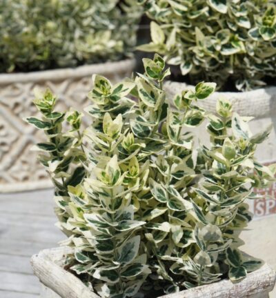 Euonymus fortunei 'Dan´s Delight' - Kardinaalsmuts