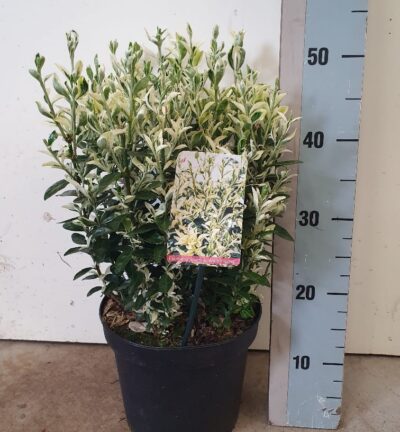 Euonymus japonica 'Annie's Spring' - Kardinaalsmuts