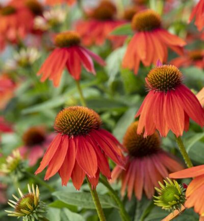 Echinacea Purpurea 'Lakota Orange' - Zonnehoed
