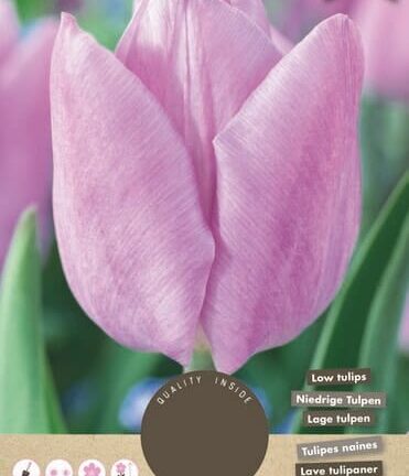 Tulp Candy Prince - set van 8 bloembollen