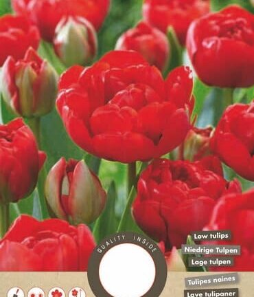 Tulp Miranda - set van 8 bloembollen