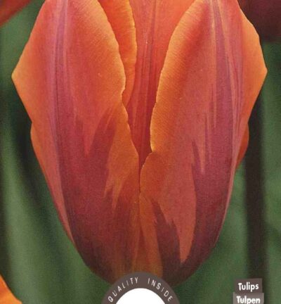 Tulp Prinses Irene - set van 6 bloembollen