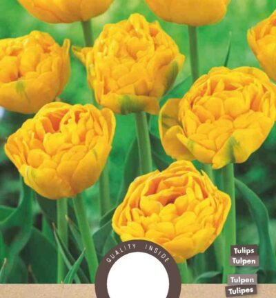 Tulp Yellow Pomponette - set van 8 bloembollen