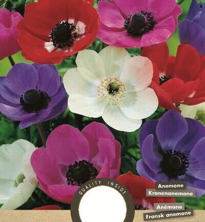 Anemone De Caen mixpakket - set van 20 bloembollen