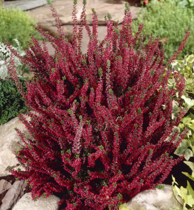 Calluna vulgaris 'Beauty ladies Sabella' - Struikheide