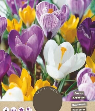 Crocus Grootbloemig mixpakket - set van 10 bloembollen