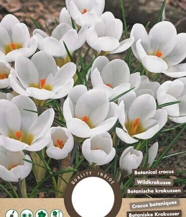 Crocus botanisch Ard Schenk - Set van 20 bloembollen