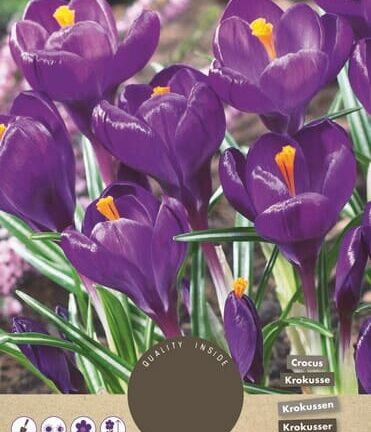 Crocus vernus Flower Record - set van 10 bloembollen