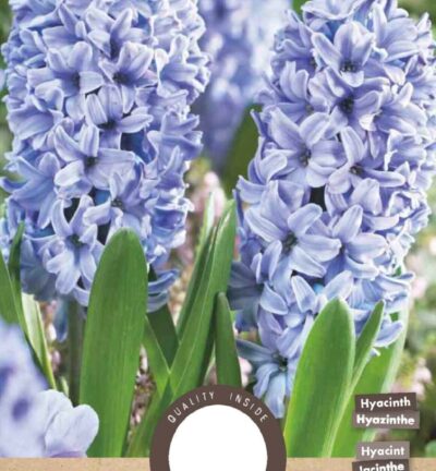 Hyacinth Delft Blue - set van 5 bloembollen