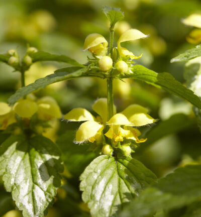 Lamiastrum galeobdolon 'Florentinum' - Gele dovenetel
