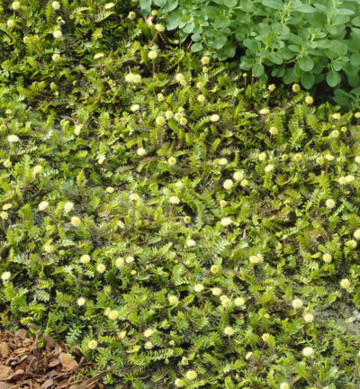 Leptinella squalida - Koperknoopje