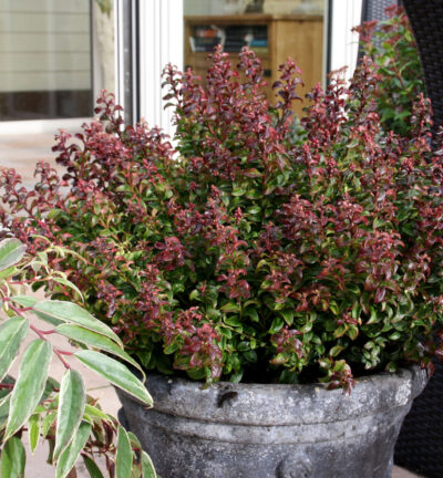 Leucothoe axillaris 'Twisting Red' - Druifheide