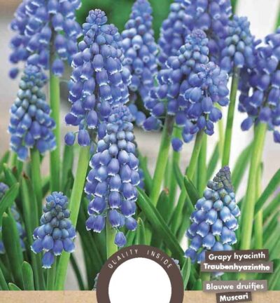 Muscari Armeniacum - set van 30 bloembollen