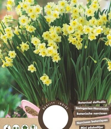 Narcis Botanisch Minnow - set van 8 bloembollen