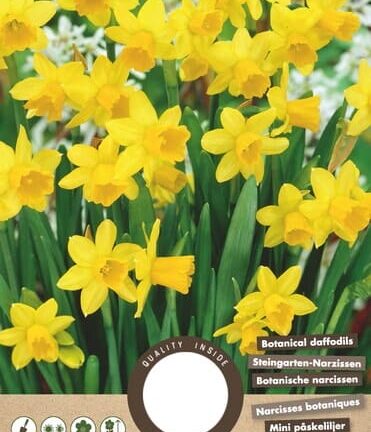 Narcis Botanisch Tete a Tete - set van 8 bloembollen