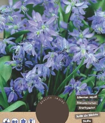 Scilla Siberica (Boshyacinth) - set van 15 bloembollen