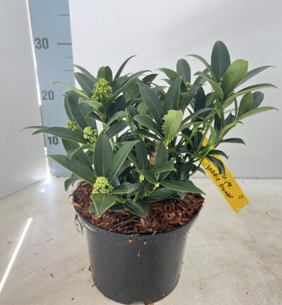 Skimmia japonica 'Godrie's Dwarf' - Skimmia