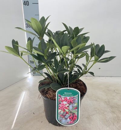 Skimmia jap. 'Rockyfield Green' - Bes Skimmia