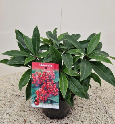 Skimmia japonica Reevesiana - Skimmia
