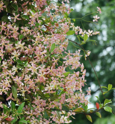 Trachelospermum jasminoides 'Star of Milano' - Sterjasmijn