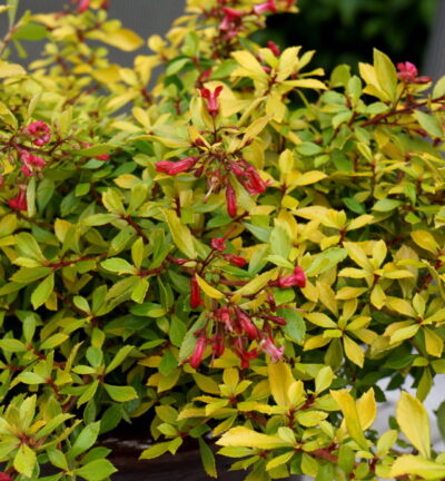 Escallonia hybrid Golden Carpet ('Alcaura'PBR) - Escallonia