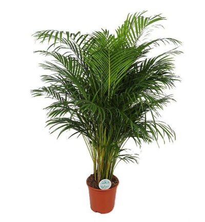 Dypsis Lutescens ↕160cm - Areca Palm Ø27cm