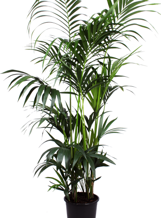 Howea Forsteriana ↕160cm - Kentia Palm Ø27cm