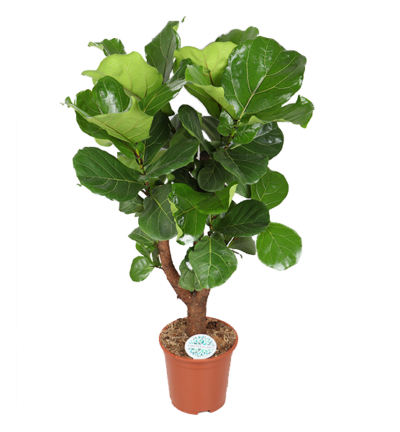 Ficus Lyrata (vertakt) ↕130cm - Vioolbladplant Ø27cm