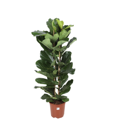 Ficus Lyrata ↕140cm - Vioolbladplant Ø27cm