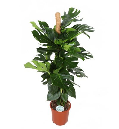 Monstera Deliciosa MOSSTOK ↕150cm - Gatenplant Ø27cm