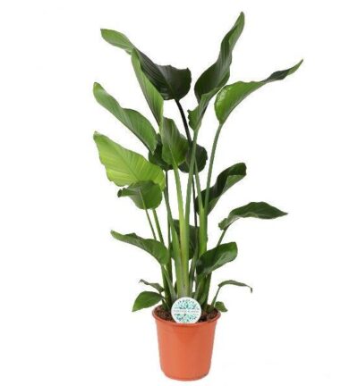 Strelitzia Nicolai ↕120cm - Paradijsvogelplant Ø24cm