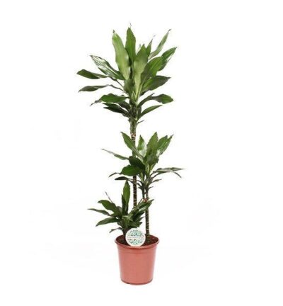 Dracaena Janet Lindt ↕120cm - Drakenbloedboom Ø24cm
