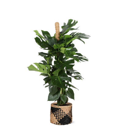 Monstera Deliciosa MOSSTOK ↕150cm - Gatenplant Ø27cm in Albury BLACK print mand