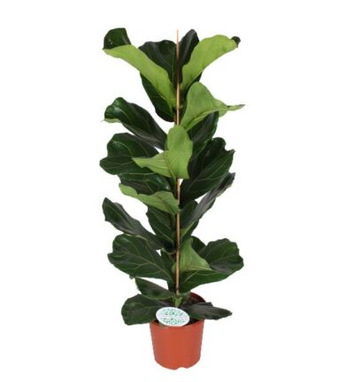 Ficus Lyrata ↕90cm - Vioolbladplant Ø21cm