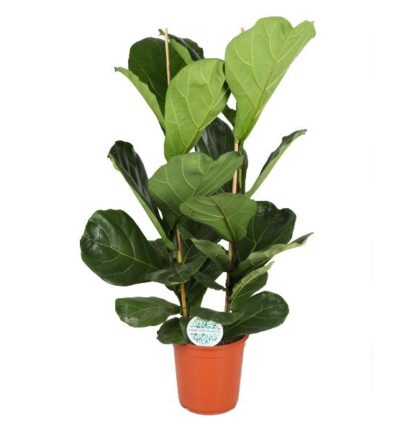 Ficus Lyrata ↕120cm - Vioolbladplant Ø24cm