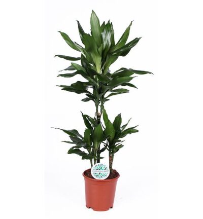 Dracaena Janet Lind ↕90cm - Drakenbloedboom Ø21cm