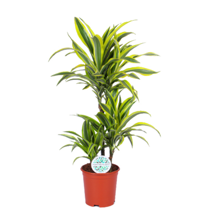 Dracaena Lemon Lime ↕65cm - Drakenbloedboom Ø21cm