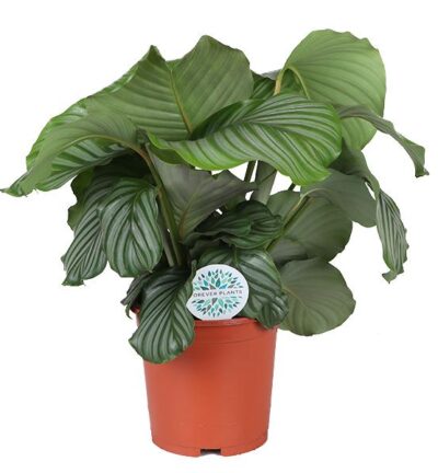 Calathea Orbifolia ↕70cm - Pauwenplant Ø21cm