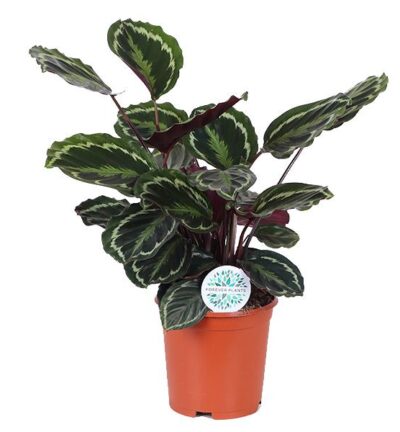 Calathea Medaillon ↕70cm - Pauwenplant Ø21cm