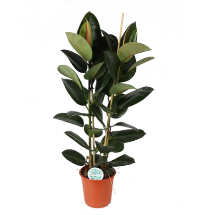 Ficus Elastica Robusta ↕110cm -  Rubberplant Ø24cm