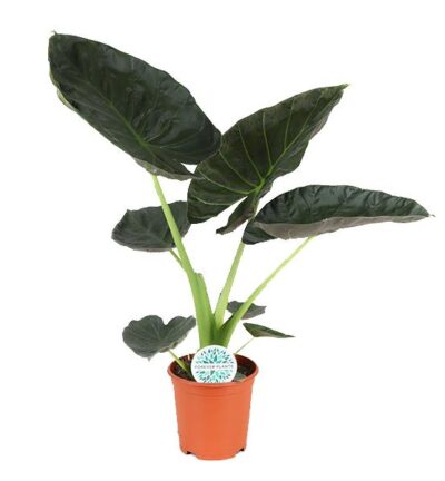 Alocasia Regal Shield ↕100cm - Olifantsoor