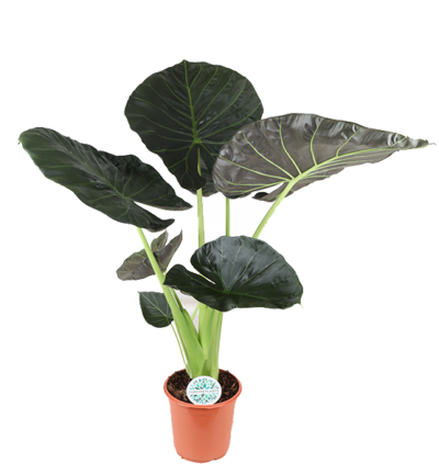 Alocasia Regal Shield ↕110cm - Olifantsoor