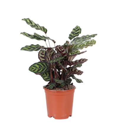 Calathea Makoyana ↕70cm - Pauwenplant Ø21cm