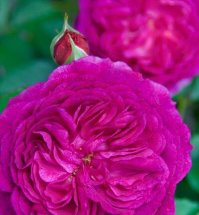Rosa Eufemia - Roos