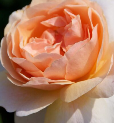 Rosa Floriana - Roos